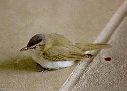 Slate Gray Junco