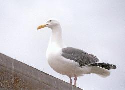 seagull