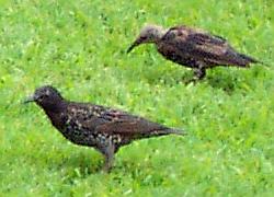 Starlings