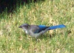 Western Bluebird