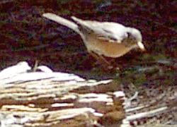 American Robin