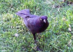 Brewer's Blackbird