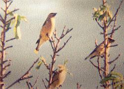 Cedar Waxwings