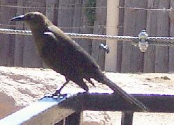 Great-Tailed Grackle