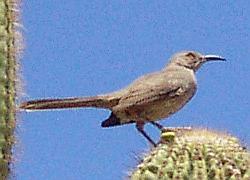 Curved-billed Thrasher