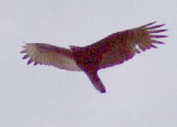 Turkey Vulture