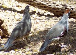 Gambel's Quail