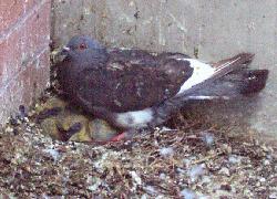 baby pigeons