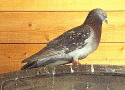 Rock Dove - pigeon