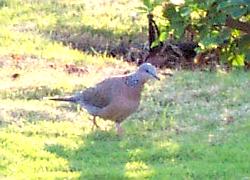 Spotted dove