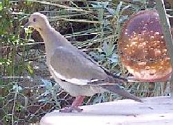 White-Winged dove