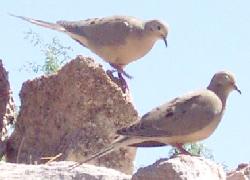 Mourning doves