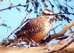 Cactus Wren