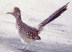 Roadrunner