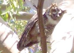 Great Horned Owl