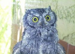 Western Screech Owl