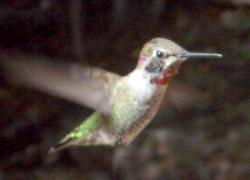 hummingbird