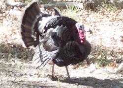 Gould's Turkey - male