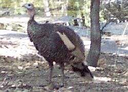 Gould's Turkey - female