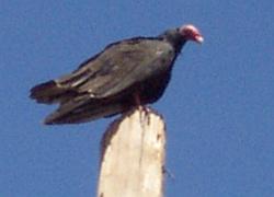 Turkey vulture