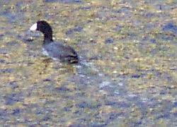 American Coot