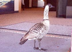 male Nene at Volcanoes National Park