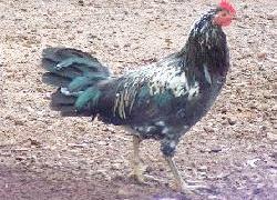 Wild chicken on Kaua'i