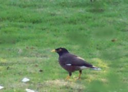 Mynah