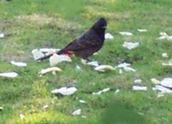 Red-vented bulbul