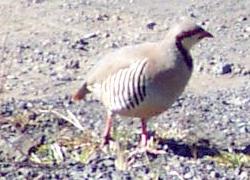 Quail at Volcanoes National Park