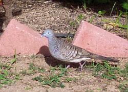 zebra dove