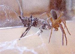 Longhorn attacked by spider