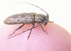 small beetle