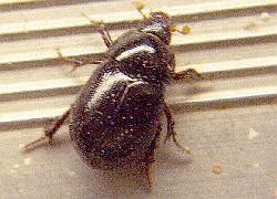 large chafer beetle