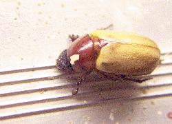 small chafer beetle