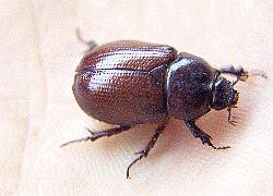 small chafer beetle