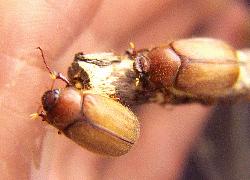 small chafer beetles