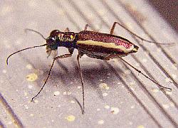 tiger beetle