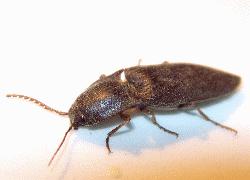 large click beetle