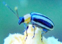 Striped Cucumber Beetle