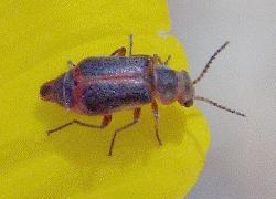 small beetle