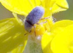 Tiny blue leaf beetle