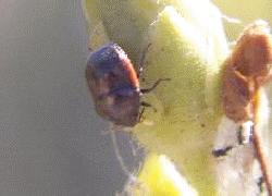 Tiny red/green leaf beetle