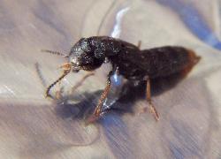 rove beetle