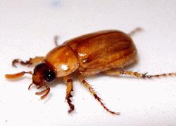 brown beetle