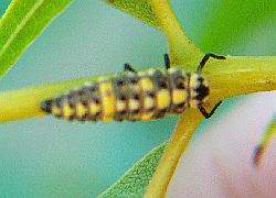 Ladybug larva