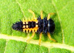 Ladybug larva