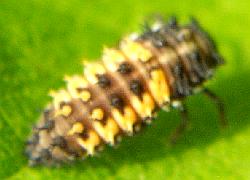 Beetle larva