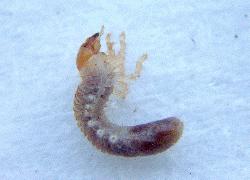 Beetle larva