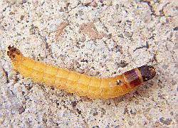 Beetle larva